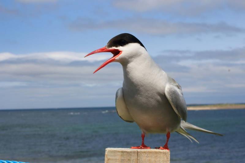 animal migration - Arctic Tern 
