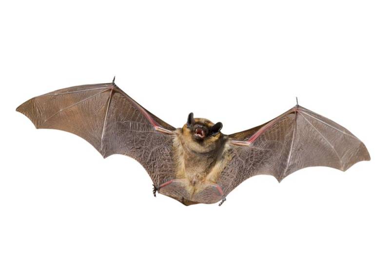 animal skill - Bats