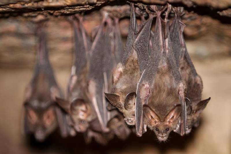 sleeping animals - bat