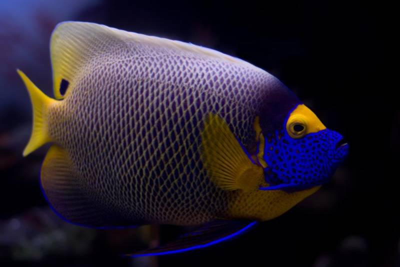 saltwater aquarium - Blueface Angelfish