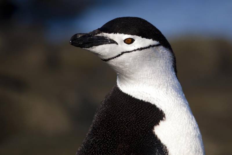 penguin species - chinstrap penguin