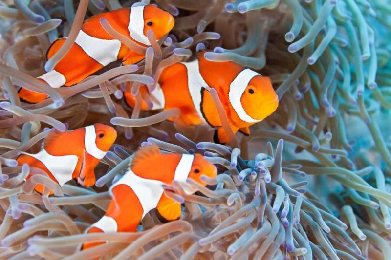 saltwater aquarium - clownfish