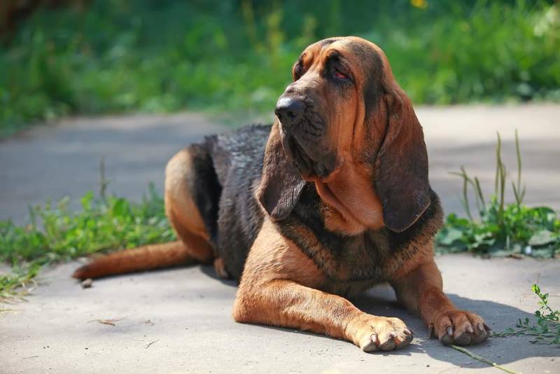  animal skill - Bloodhound Dog