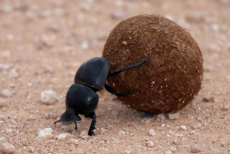 animal skill - Dung Beetle