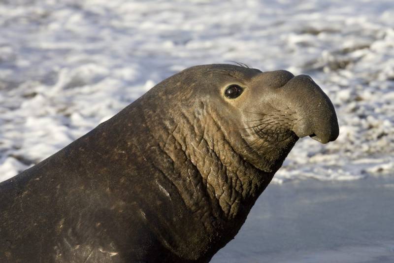 animal migration - Northern Elephant Seal