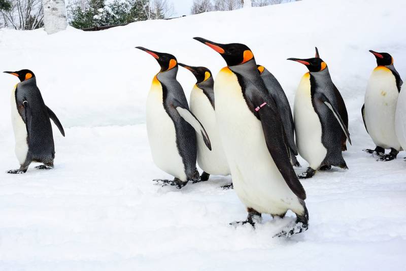 penguin species - emperor penguin