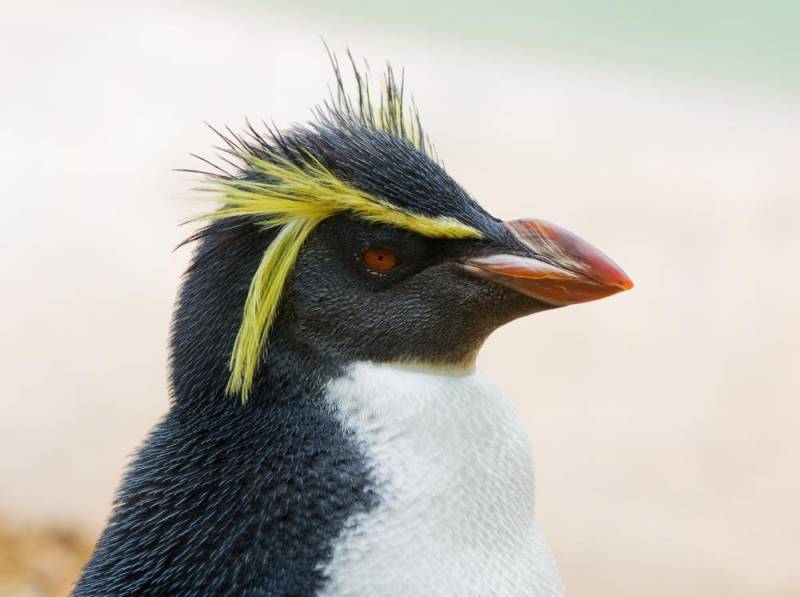 penguin species - Erect-crested Penguin