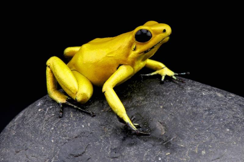 animal skill - Dyeing Dart Frog