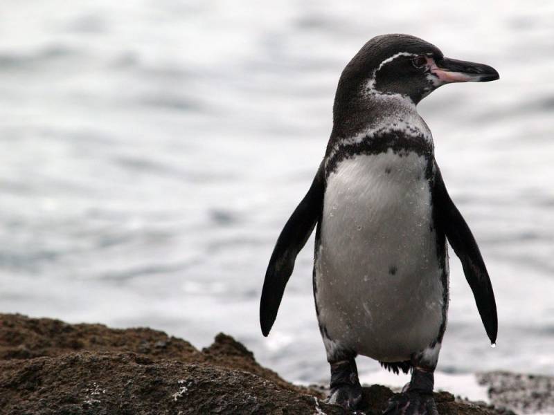penguin species - galapagos Penguin