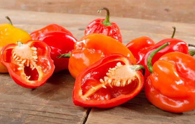 hottest chilli - Habanero Pepper