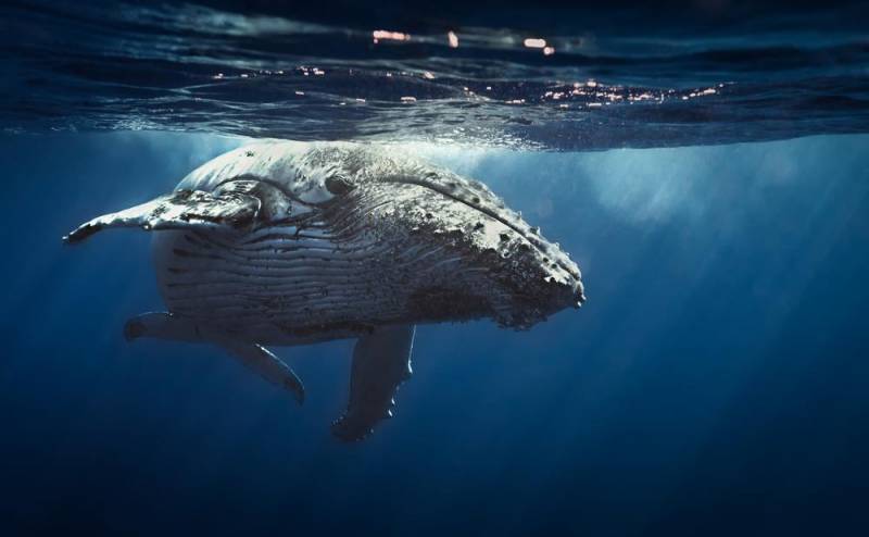 animal migration - Baleen Whales