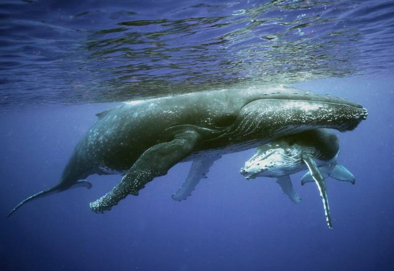 animal migration - Humpback Whales