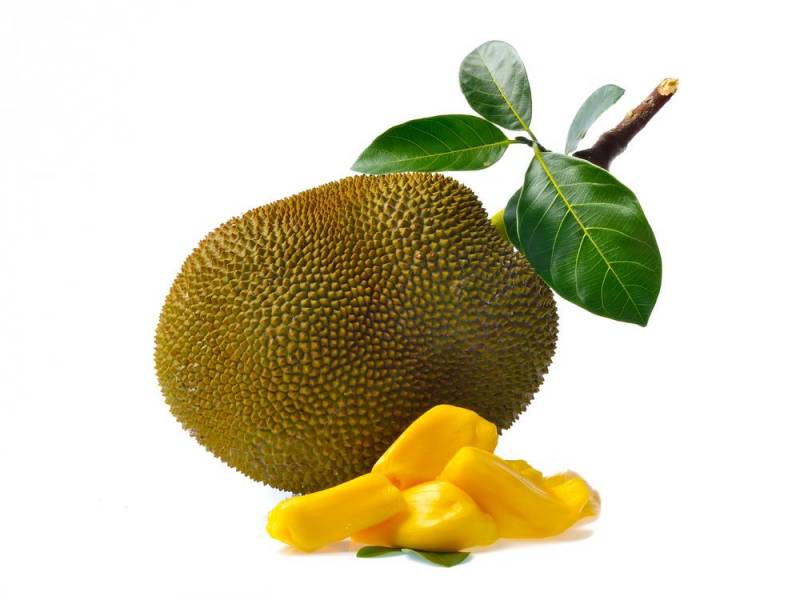 food poisoning - jackfruit