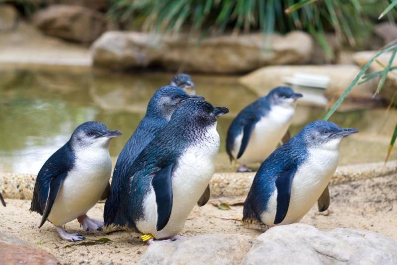 penguin species - little blue Penguin