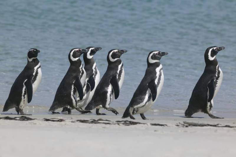 penguin species - Magellanic Penguin