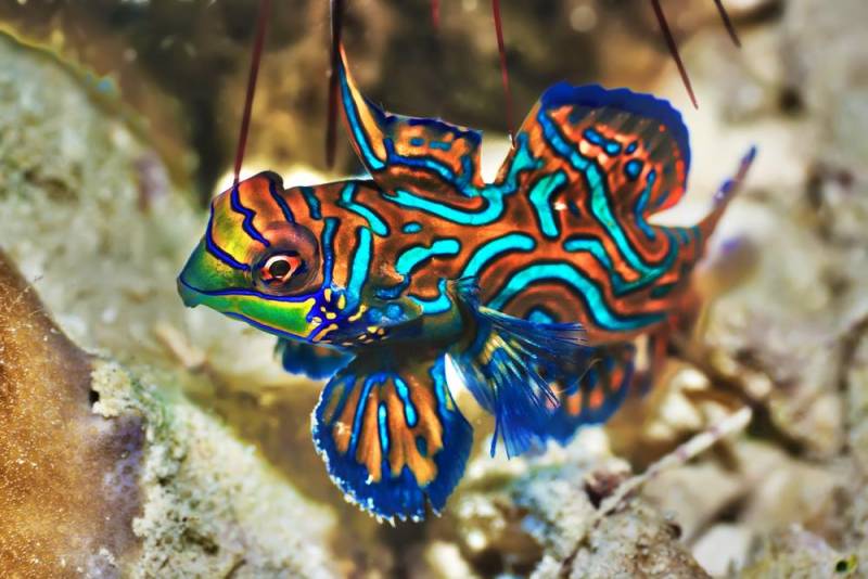 saltwater aquarium - mandarin fish