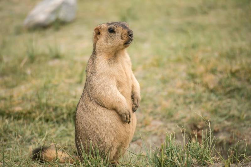 rare animals - The Vancouver Island Marmot
