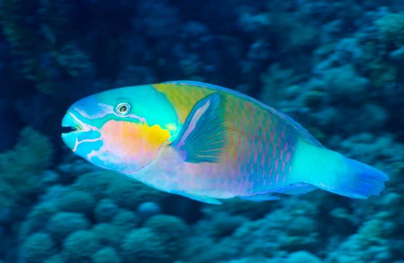 saltwater aquarium - parrotfish