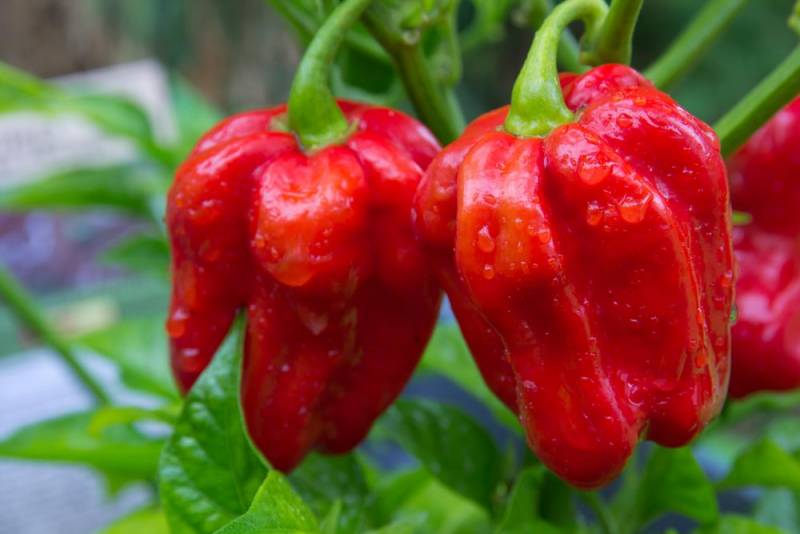 hottest chilli - Red Savina Pepper