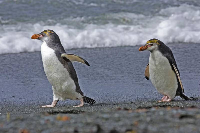 penguin species - royal Penguin