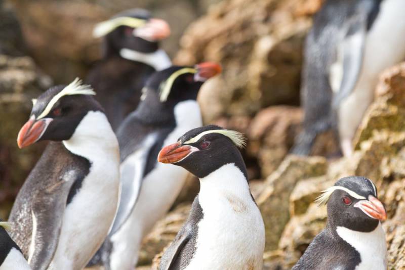 penguin species - snares Penguin