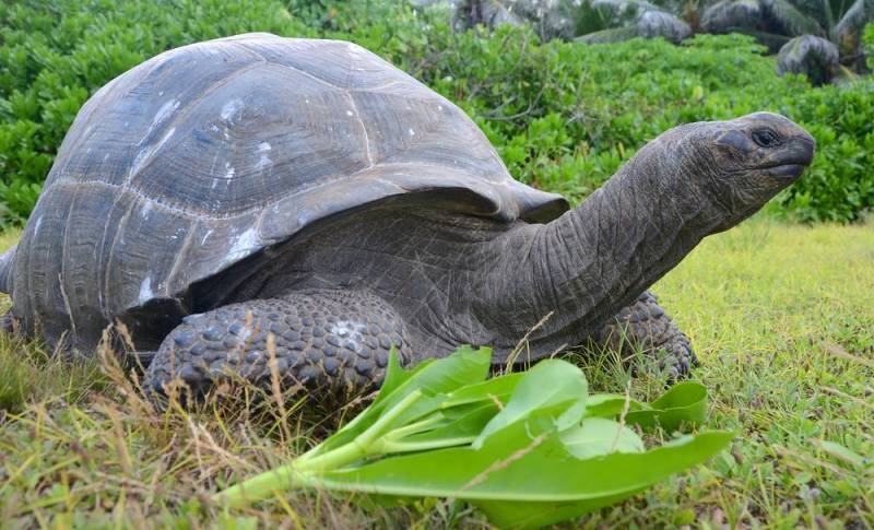 rare animals  - The Pinta Island Tortoise