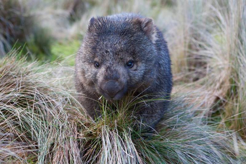 rare animals - Northern Hairy-nosed Wombat