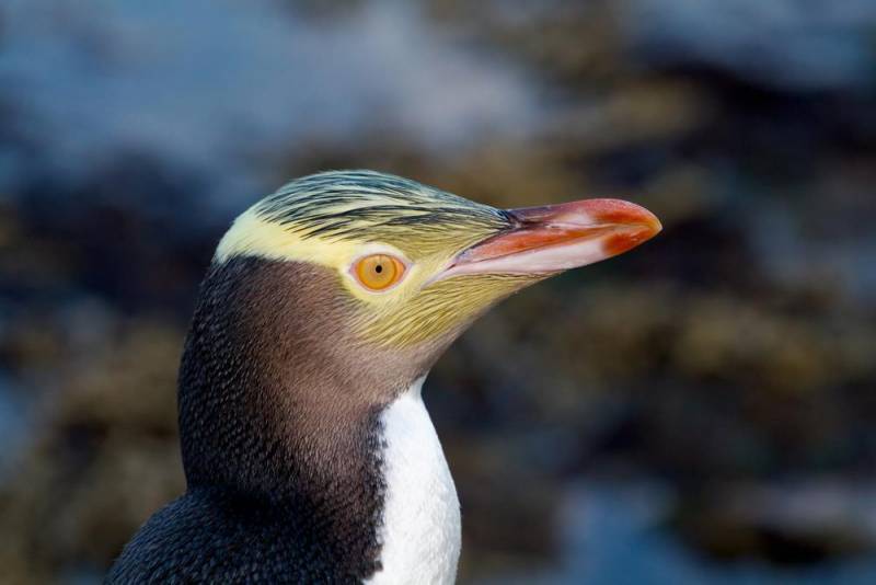 penguin species - Yellow Eyed Penguin