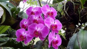 how to grow orchids - Attached Growing - image : kiosbunga.jpg
