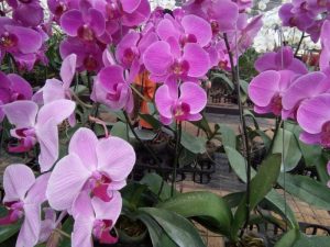 how to grow orchids - Do Not Overwatering - image : tokopedia.jpg