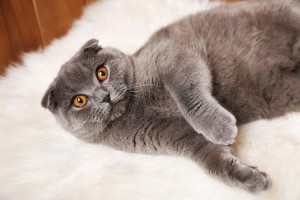 10  Popular Cat Breeds Around the World