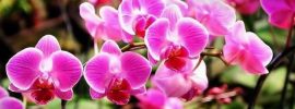 how to grow orchids - light - image : daunbuah.jpg