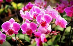 12 Easy Steps to grow Orchid