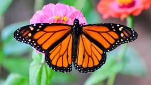 Rainforest Animals - Monarch Butterfly