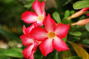 Adenium Obesum