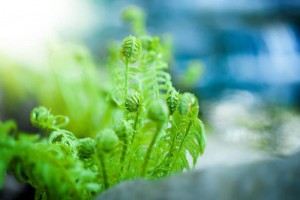 25 Popular Types of Ferns (with Pictures)