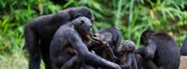 Bonobo Exotic African Animal