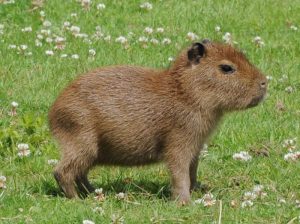Rainforest Animals - Capybara