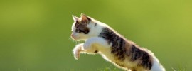 animal jump - Cat