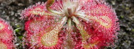 carnivorous plants - Drosera