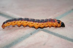 Types of Caterpillars - Goat Moth Caterpillar