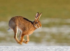 Hare Jumping