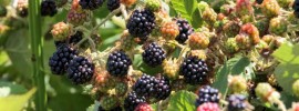 creeper plants - Himalayan Blackberry