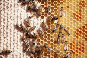 Honey Worker Bee