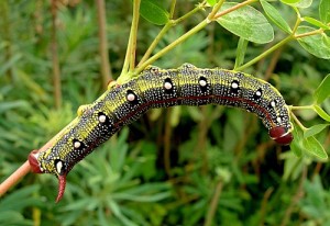 Hyles Tithymali Caterpillar