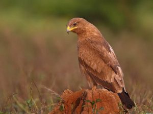 types of eagles - Indian Spotted Eagle