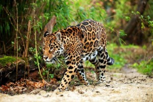 rainforest animals - Jaguar