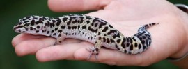 Leopard Gecko Weird Pet