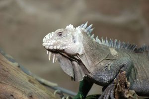 Rainforest Animals-Lesser Antillean Iguana-image:St Barts Life