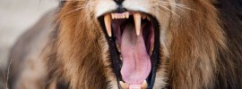 animal noises - Lion